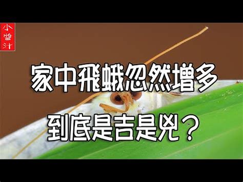 蛾飛到身上|飛蛾入宅何時最兇？